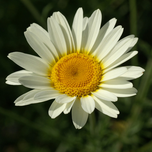 ANTHEMIS hybrida 'Sauce Hollandaise' ANTHEMIS hybrida 'Sauce Hollandaise'