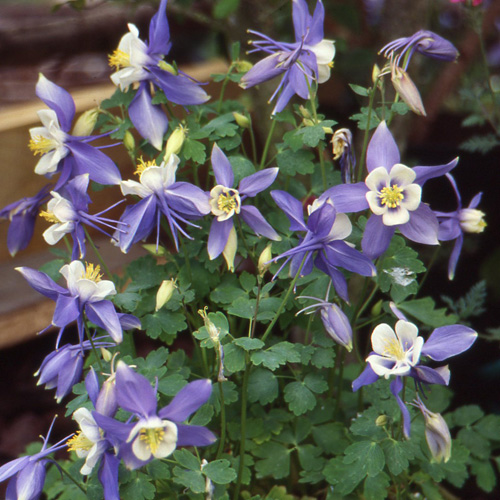 AQUILEGIA 'Blue Star' AQUILEGIA 'Blue Star'