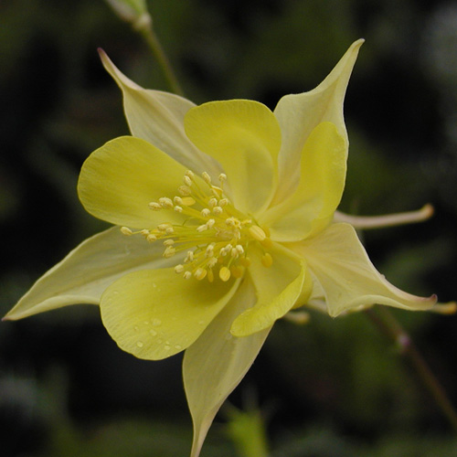 Plantes Vivaces AQUILEGIA chrysantha 'Yellow Queen' - Ancolie en vente -  Pépinière Lepage