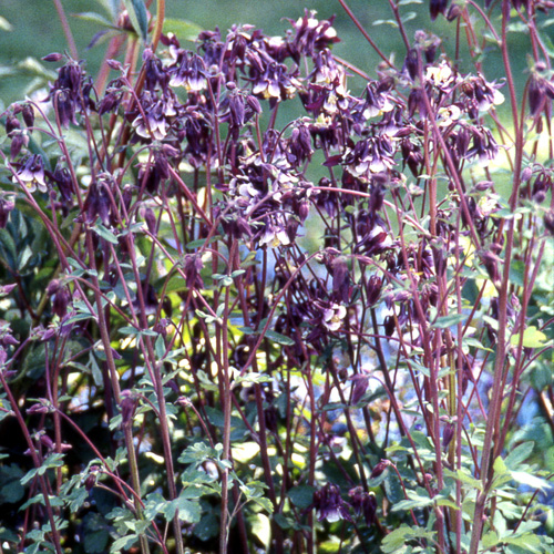AQUILEGIA vulgaris 'William Guiness' AQUILEGIA vulgaris 'William Guiness'