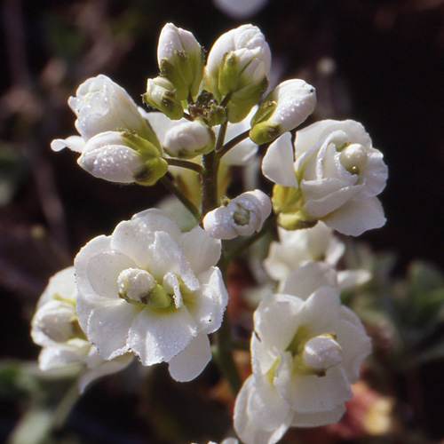 ARABIS caucasica 'Plena' ARABIS caucasica 'Plena'