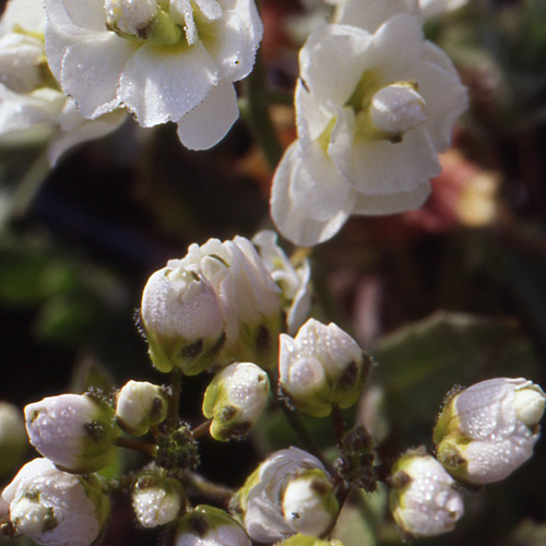 ARABIS caucasica 'Plena' ARABIS caucasica 'Plena'