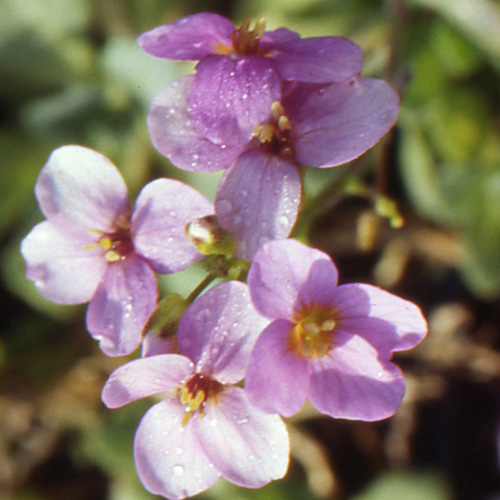 ARABIS caucasica 'Rosea' ARABIS caucasica 'Rosea'