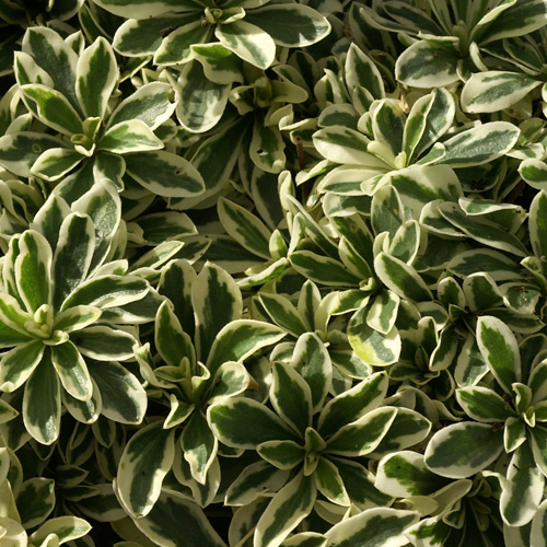 ARABIS ferdinandi-coburgii 'Variegata' ARABIS ferdinandi-coburgii 'Variegata'