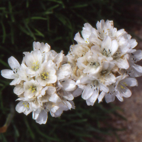 Plantes Vivaces ARMERIA maritima 'Alba' - Gazon d'Espagne en vente -  Pépinière Lepage