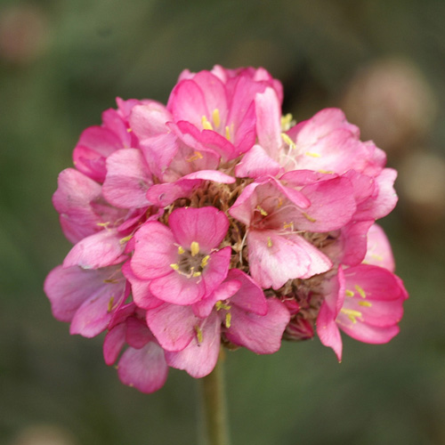 ARMERIA maritima 'Rubrifolia' ARMERIA maritima 'Rubrifolia'