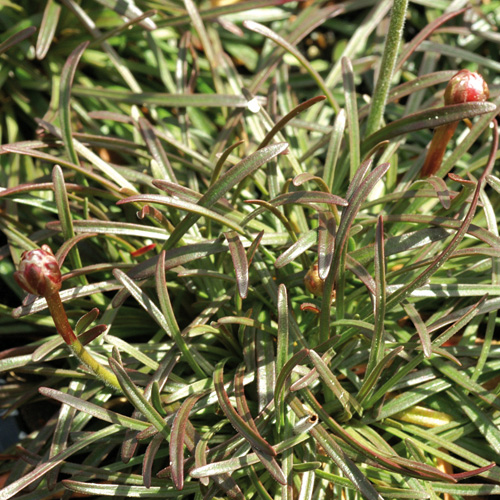 ARMERIA maritima 'Rubrifolia' ARMERIA maritima 'Rubrifolia'