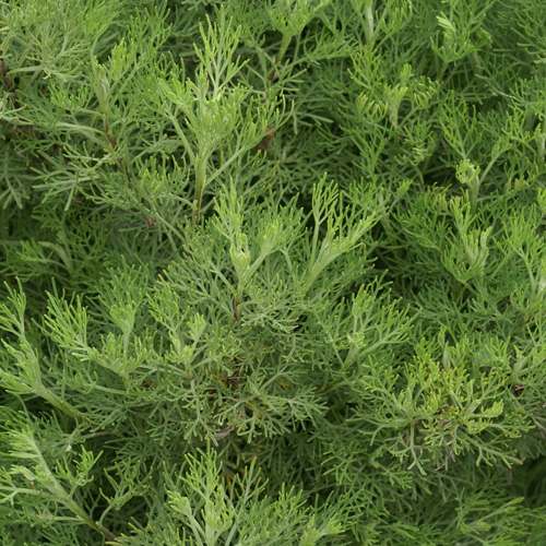 ARTEMISIA abrotanum (Aurone) ARTEMISIA abrotanum (Aurone)