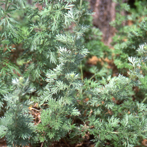 ARTEMISIA absinthium (Absinthe) ARTEMISIA absinthium (Absinthe)