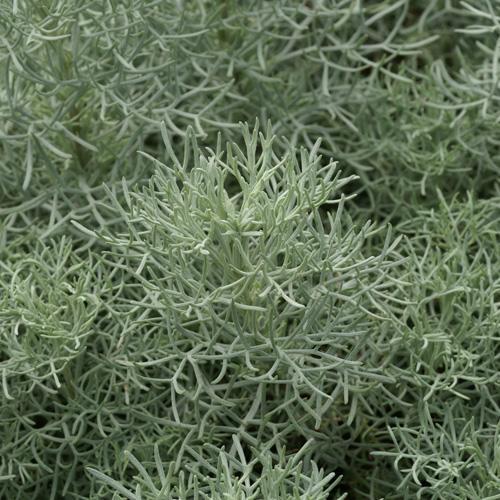 ARTEMISIA 'Canescens' ARTEMISIA 'Canescens'