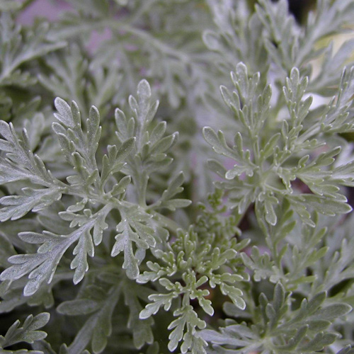 ARTEMISIA 'Powis Castle' ARTEMISIA 'Powis Castle'