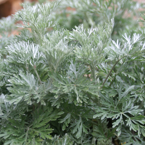 ARTEMISIA 'Powis Castle' ARTEMISIA 'Powis Castle'
