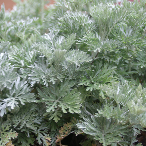 ARTEMISIA 'Powis Castle' ARTEMISIA 'Powis Castle'