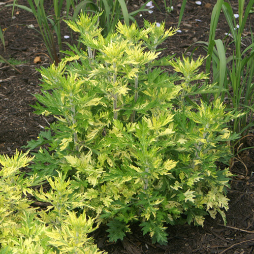 ARTEMISIA vulgaris 'Cragg-Barber Eye' ARTEMISIA vulgaris 'Cragg-Barber Eye'