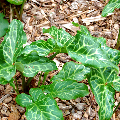ARUM italicum (lot de 3) ARUM italicum (lot de 3)