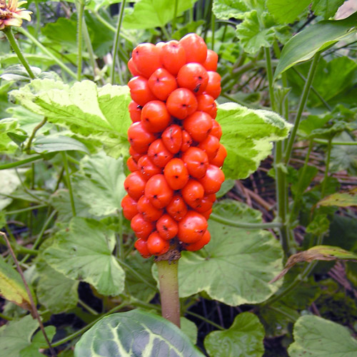 ARUM italicum (lot de 3) ARUM italicum (lot de 3)