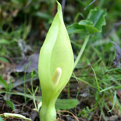 ARUM italicum (lot de 3) ARUM italicum (lot de 3)