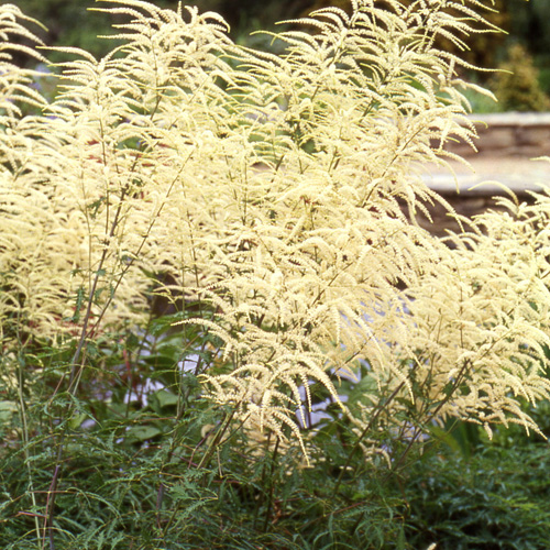 ARUNCUS dioicus 'Kneiffii' ARUNCUS dioicus 'Kneiffii'