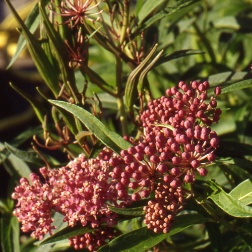 ASCLEPIAS incarnata ASCLEPIAS incarnata