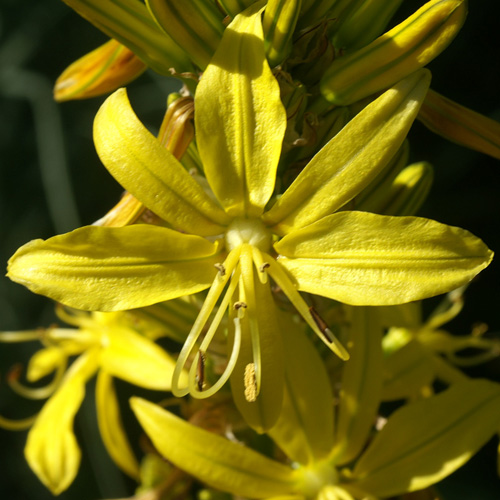 ASPHODELINE lutea ASPHODELINE lutea
