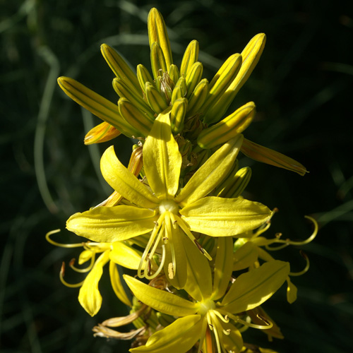 ASPHODELINE lutea ASPHODELINE lutea
