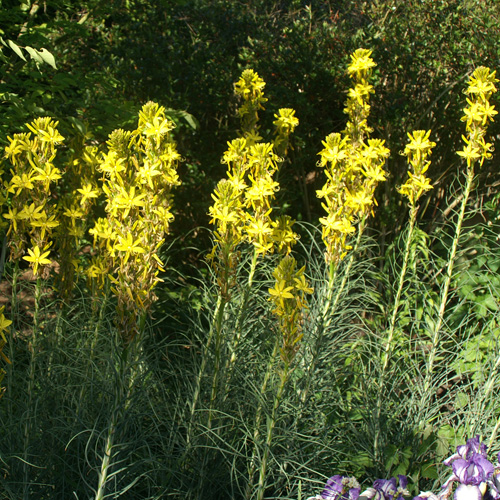 ASPHODELINE lutea ASPHODELINE lutea