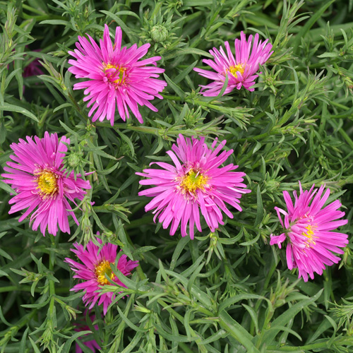 ASTER 'Alice Haslam' (Dumosus Group) ASTER 'Alice Haslam' (Dumosus Group)