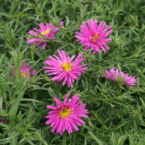 ASTER 'Alice Haslam' (Dumosus Group) ASTER 'Alice Haslam' (Dumosus Group)