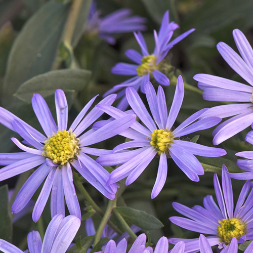 ASTER amellus 'Lac de Genève' ASTER amellus 'Lac de Genève'