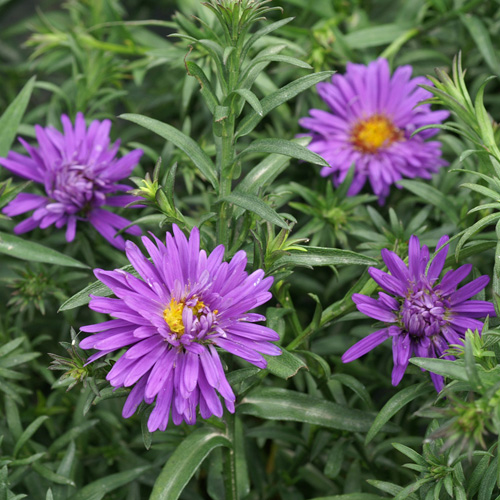 ASTER 'Augenweide' (Dumosus Group) ASTER 'Augenweide' (Dumosus Group)