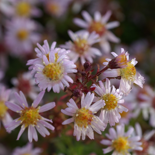 ASTER 'Esther' ASTER 'Esther'