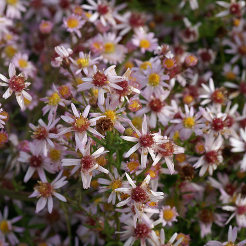 ASTER 'Esther' ASTER 'Esther'