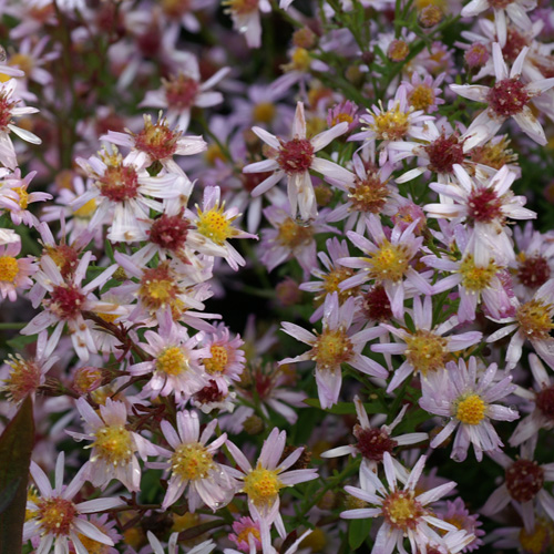 ASTER 'Esther' ASTER 'Esther'