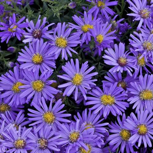 ASTER 'Fidelio' (Dumosus Group) ASTER 'Fidelio' (Dumosus Group)