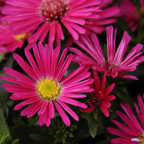 ASTER 'Jenny' (Dumosus Group) ASTER 'Jenny' (Dumosus Group)