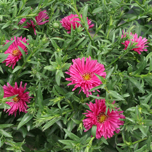 ASTER 'Jenny' (Dumosus Group) ASTER 'Jenny' (Dumosus Group)