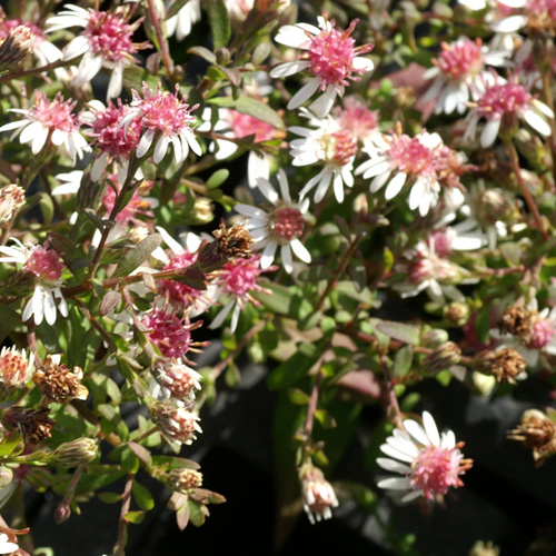 ASTER lateriflorus 'Horizontalis' ASTER lateriflorus 'Horizontalis'