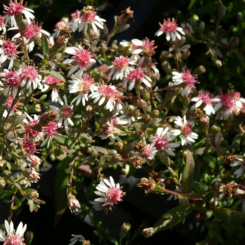 ASTER lateriflorus 'Horizontalis' ASTER lateriflorus 'Horizontalis'