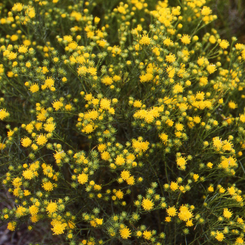 Plantes Vivaces ASTER linosyris - Aster d'été en vente - Pépinière Lepage