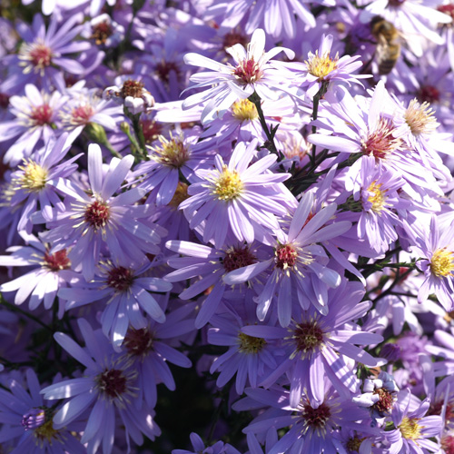 ASTER 'Little Carlow' ASTER 'Little Carlow'