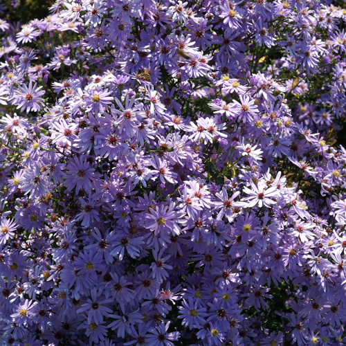ASTER 'Little Carlow' ASTER 'Little Carlow'