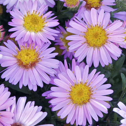 ASTER 'Marjorie' (Dumosus Group) ASTER 'Marjorie' (Dumosus Group)
