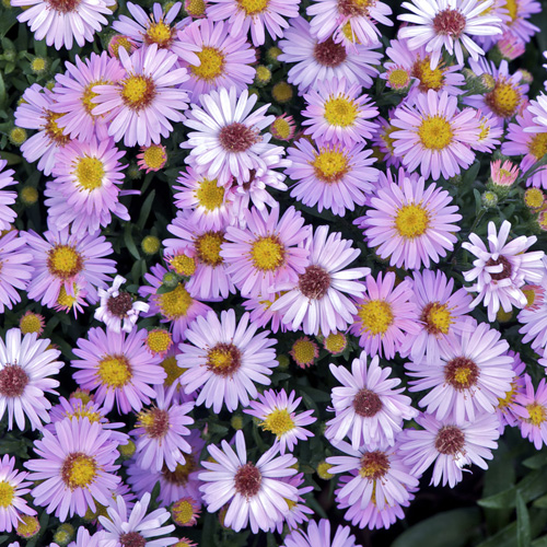 ASTER 'Marjorie' (Dumosus Group) ASTER 'Marjorie' (Dumosus Group)