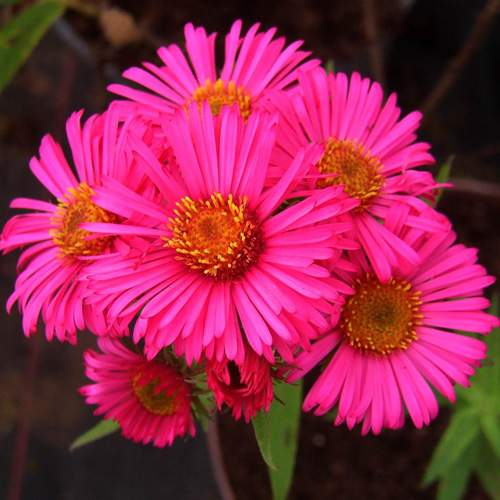 ASTER na 'Andenken an Alma Pötschke' ASTER na 'Andenken an Alma Pötschke'