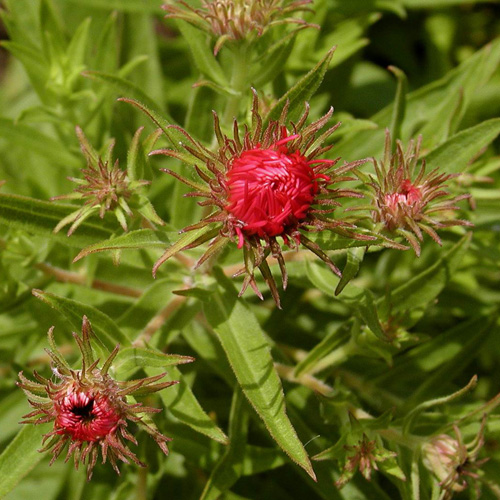 ASTER na 'Andenken an Alma Pötschke' ASTER na 'Andenken an Alma Pötschke'