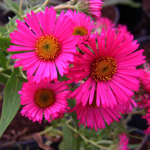 ASTER na 'Andenken an Alma Pötschke' ASTER na 'Andenken an Alma Pötschke'