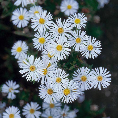 ASTER na 'Herbstschnee' ASTER na 'Herbstschnee'