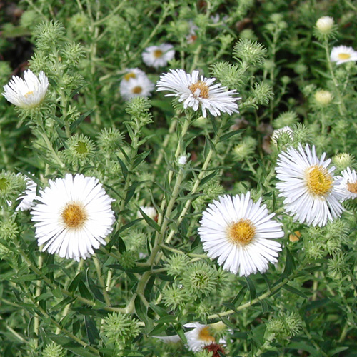ASTER na 'Herbstschnee' ASTER na 'Herbstschnee'