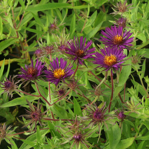 ASTER na 'Marina Wolkonsky' ASTER na 'Marina Wolkonsky'