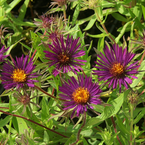 ASTER na 'Marina Wolkonsky' ASTER na 'Marina Wolkonsky'